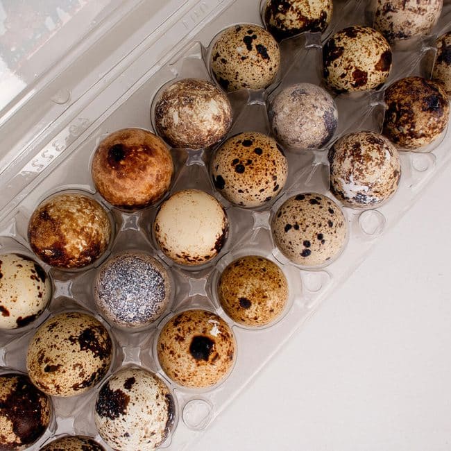 Ovos Codorna Santa Clara