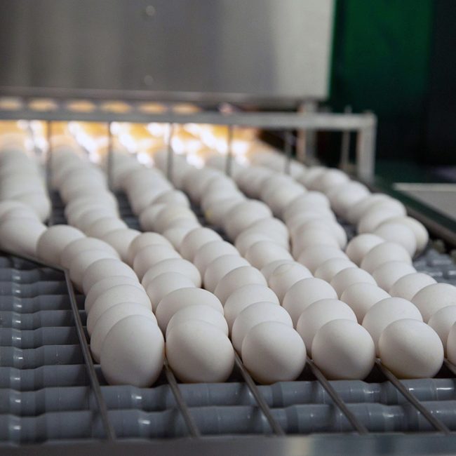 Santa Clara Ovos produção