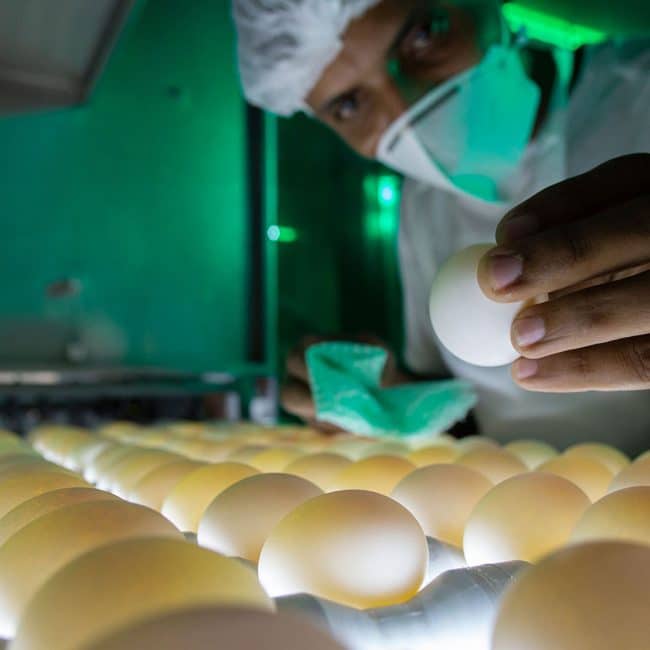 Ovoscopia Santa Clara